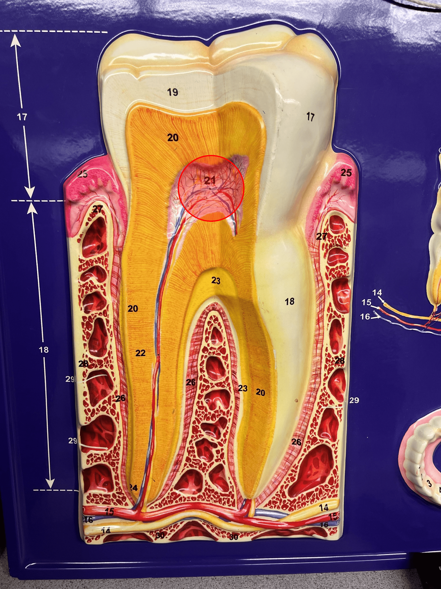 • Located in the center of the crown of the tooth.

• Filled with pulp containing blood vessels, nerves, and lymphatics.