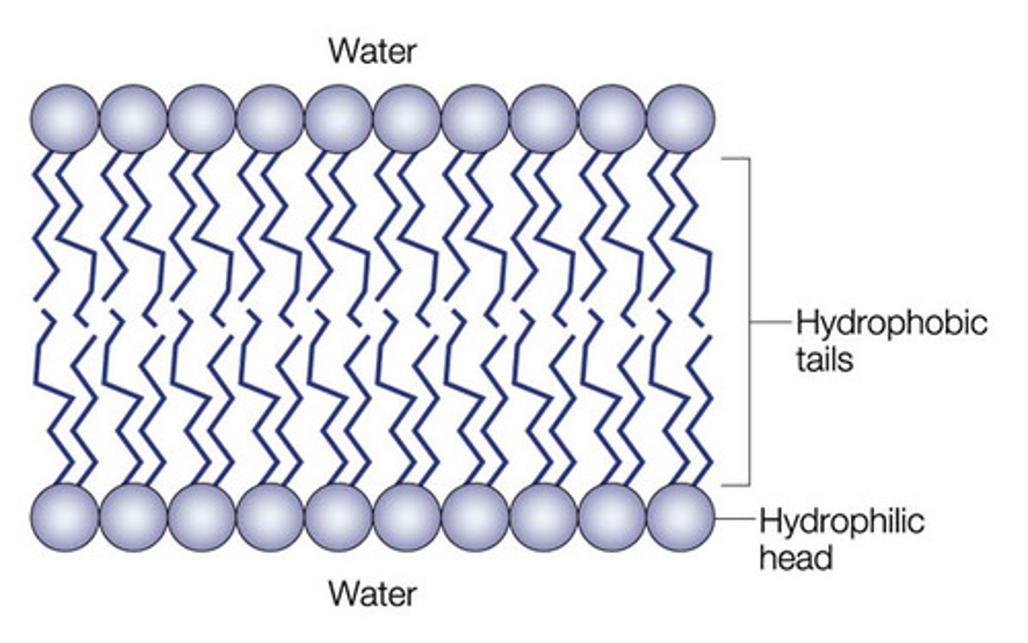 <p>hydrophobic tails pointing toward inside the membrane, hydrophilic heads pointing out to the extracellular or intracellular space</p>