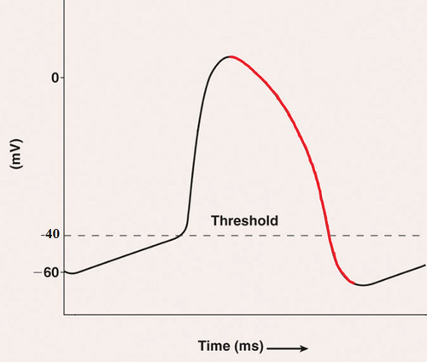 <p>- +40 mV to -70 mV</p><p>-membrane potential rapidly DECREASES as K+ FLOWS OUT</p>