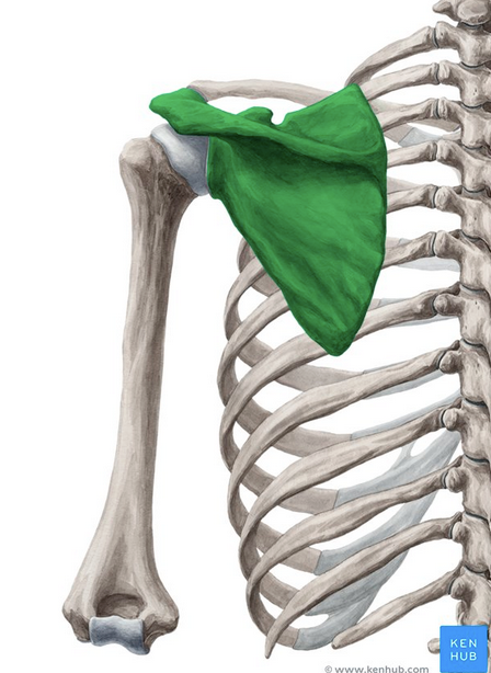 <p>What is the green bone called?</p>