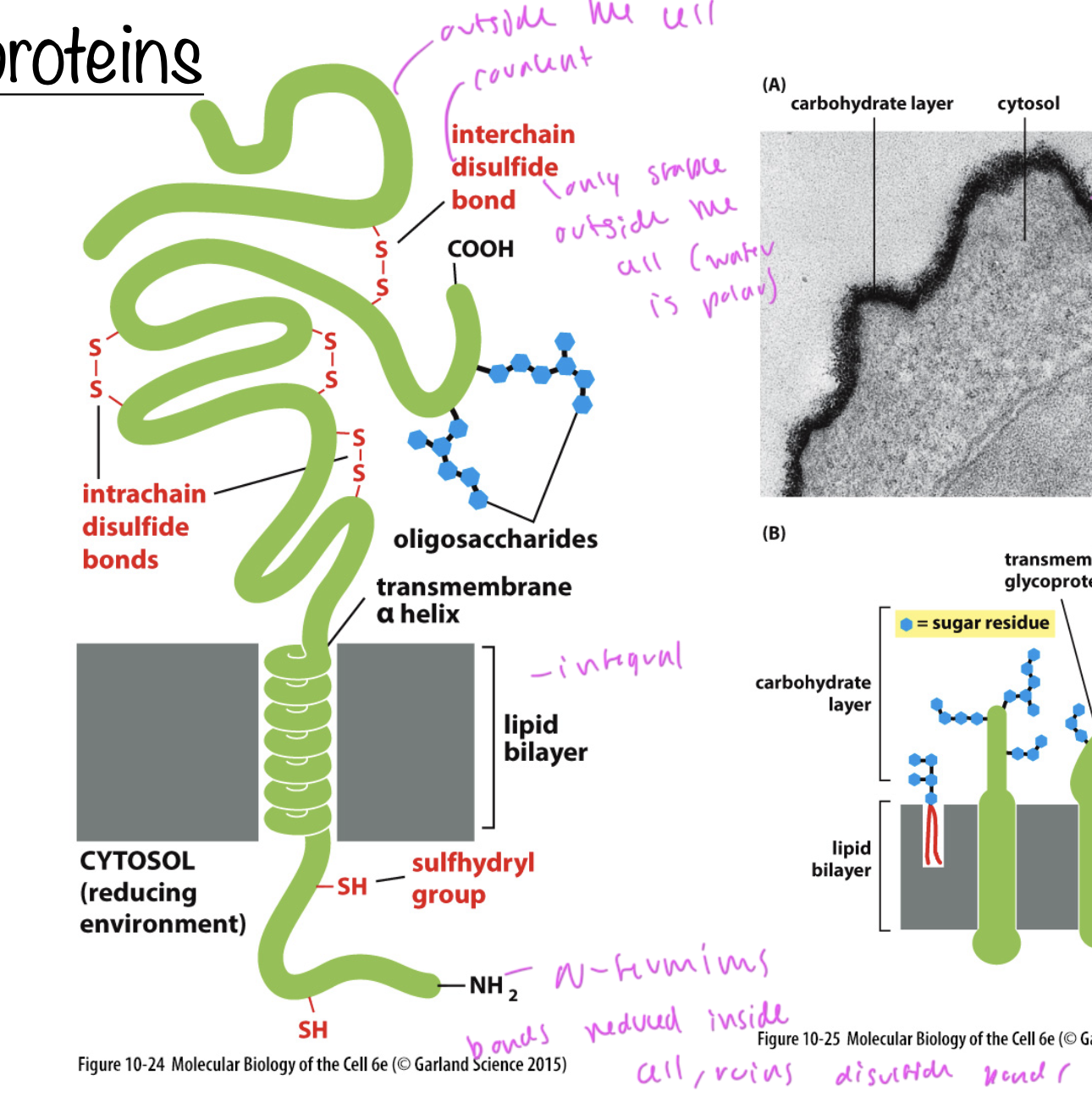 <p>can have disulfide bonds, which are ruptured inside the cell</p><ul><li><p>bonds inside the cell are reduced (so disulfide bonds break on the cytosolic side)</p></li></ul><p></p>