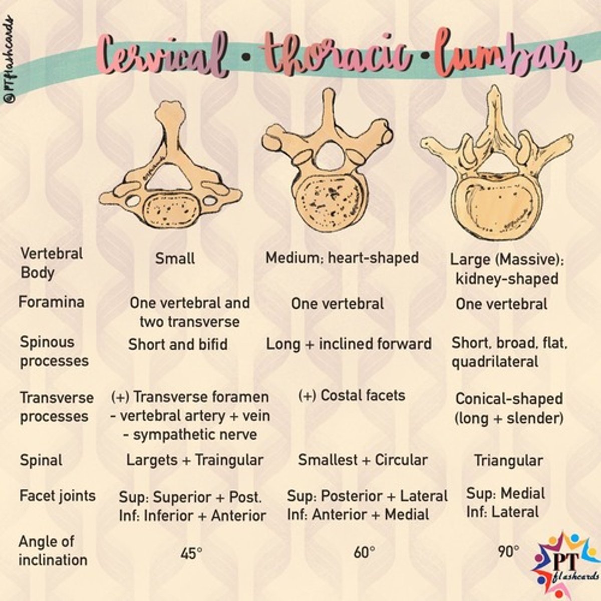 <p>Up at 7, lunch at 12, home at 5</p><p>Cervical = C1-C7</p><p>Thoracic = T1-T12</p><p>Lumbar = L1-L5</p>