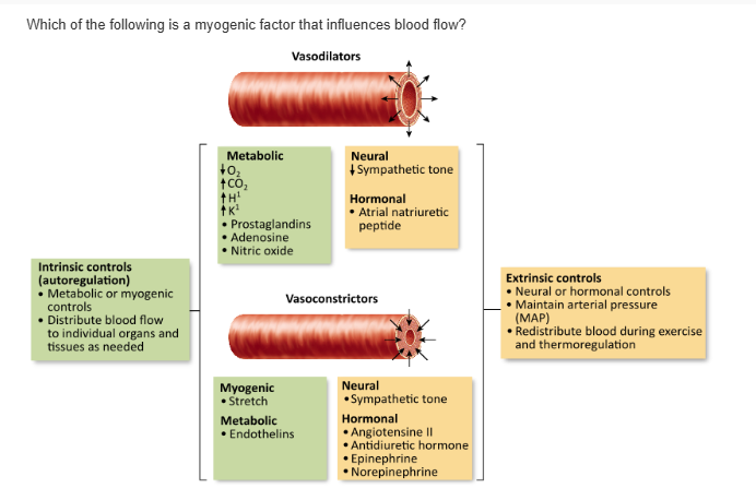 <table style="min-width: 25px;"><colgroup><col style="min-width: 25px;"></colgroup><tbody><tr><td colspan="1" rowspan="1" style="margin: 0px; padding: 0.3em; position: relative;"><p>sympathetic tone &nbsp; &nbsp; &nbsp; &nbsp;</p></td></tr><tr><td colspan="1" rowspan="1" style="margin: 0px; padding: 0.3em; position: relative;"><p>stretch of vascular smooth muscle &nbsp; &nbsp; &nbsp; &nbsp;</p></td></tr><tr><td colspan="1" rowspan="1" style="margin: 0px; padding: 0.3em; position: relative;"><p>epinephrine from the adrenal medulla &nbsp; &nbsp; &nbsp; &nbsp;</p></td></tr><tr><td colspan="1" rowspan="1" style="margin: 0px; padding: 0.3em; position: relative;"><p>atrial natriuretic peptide &nbsp; &nbsp; &nbsp; &nbsp;</p></td></tr></tbody></table><p></p>