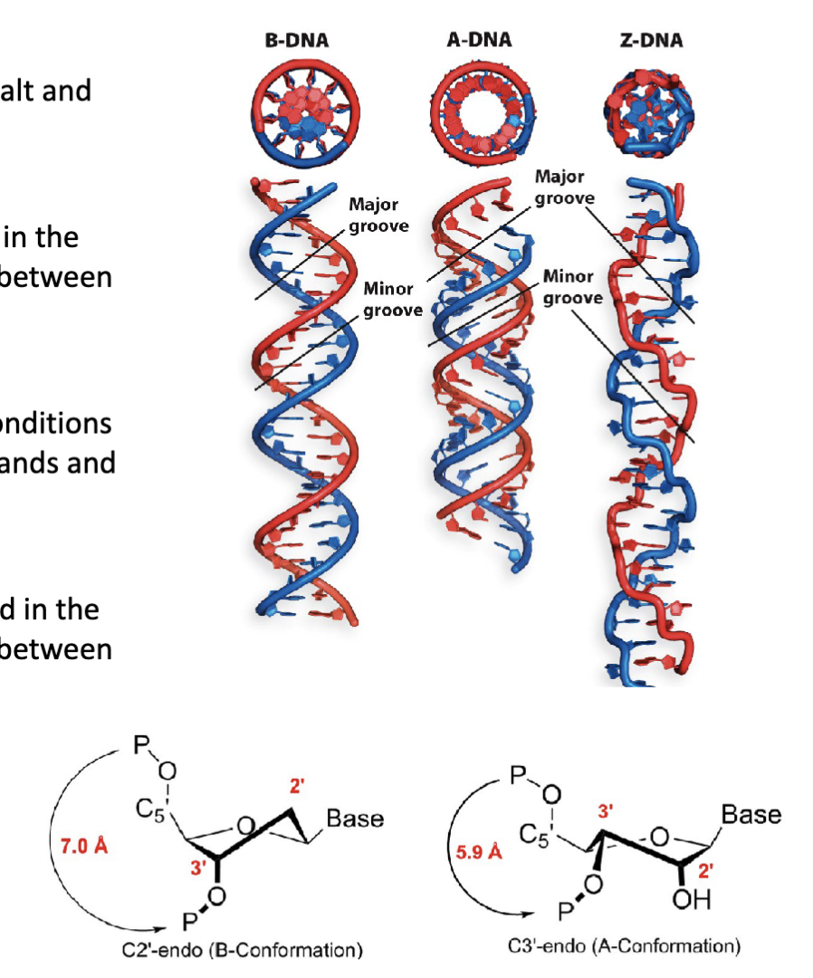 <p><span>B-form DNA conformation (B-DNA)</span></p><p><span>A-form DNA conformation (A-DNA)</span></p><p><span>Z-form DNA conformation (Z-DNA)</span></p>