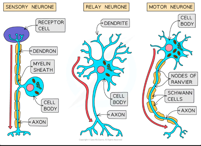 <p><strong>Sensory</strong>- carry impulses from the <strong>receptors </strong>to the <strong>CNS</strong>, cell body branches off from the <strong>middle</strong> of the axon</p><p><strong>Relay</strong>- <strong>connect </strong>sensory and motor neurones, <strong>short </strong>axon and dendrites <strong>branch out from the cell body</strong></p><p><strong>Motor</strong>- carry impulses from the <strong>CNS </strong>to the <strong>effectors</strong>, cell body at <strong>one end </strong>of the axon with dendrites <strong>branching off</strong></p>