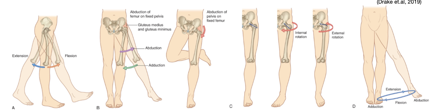 <ul><li><p><span>Flexion, extension (sagittal plane)</span></p></li><li><p><span>Adduction, abduction (coronal plane)</span></p></li><li><p><span>Rotation (transverse plane)</span></p></li><li><p><span>Circumduction - combination all the movements</span></p></li></ul><p></p>