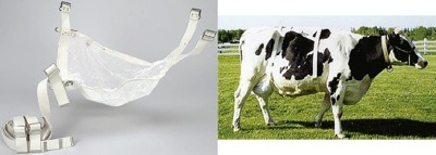 <p>To support an injured or pendulous udder.</p>