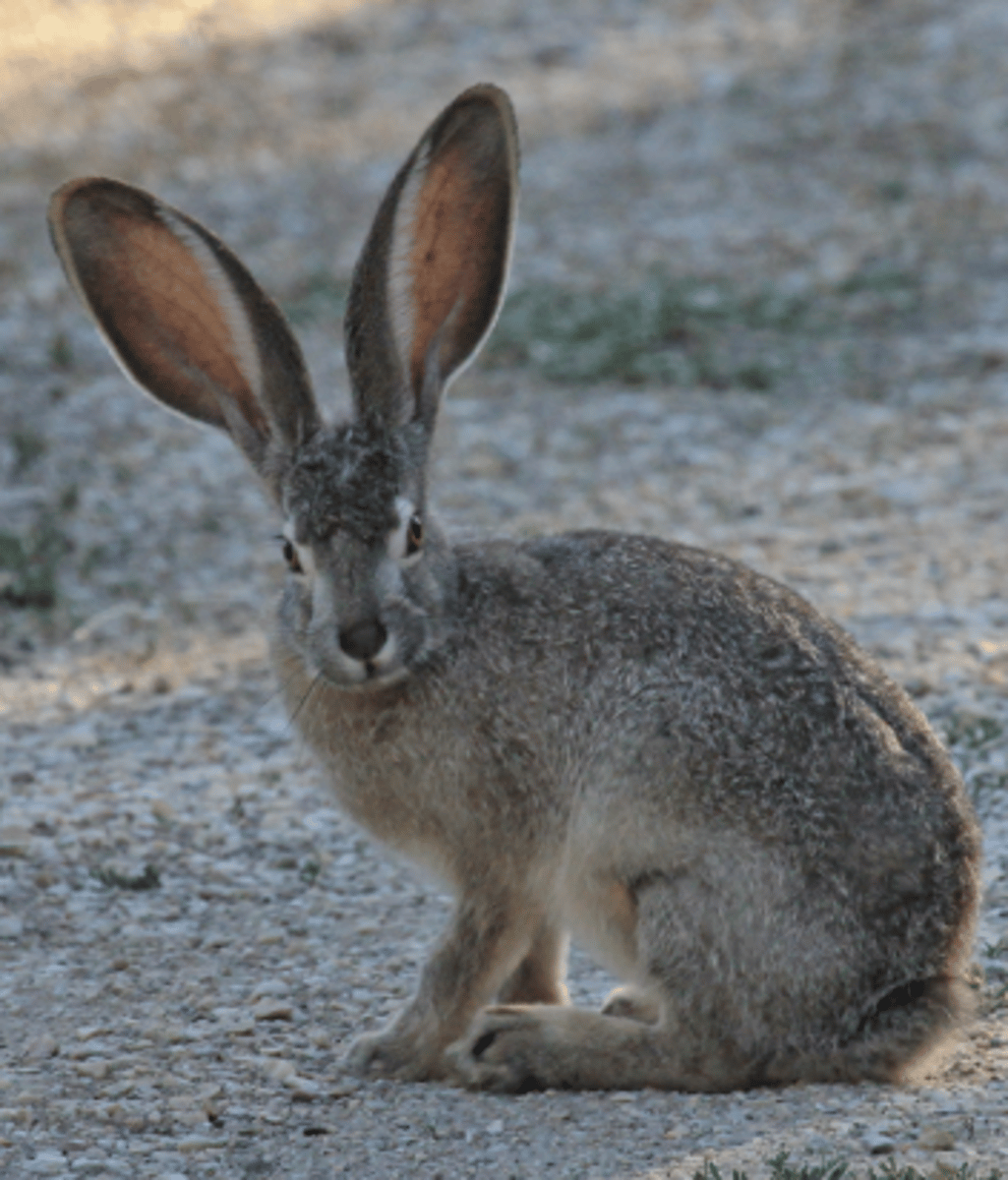 <p>Name, habitat, range</p>