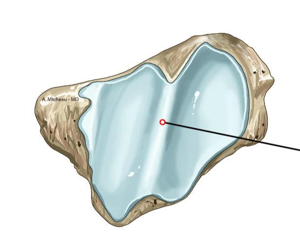 <p>Distal grooved surface; articulates with talus.</p>