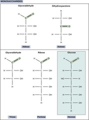 <p>monosaccharide</p><p>(ex: glucose or fructose)</p>