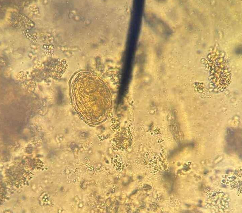 <p>A. identify the organism</p><p>B. what group does this organism belong to</p>