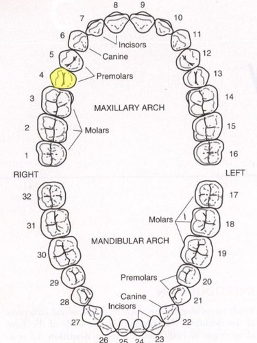 <p>Maxillary right second premolar</p>