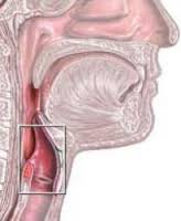voice box; passageway for air moving from pharynx to trachea; contains vocal cords
