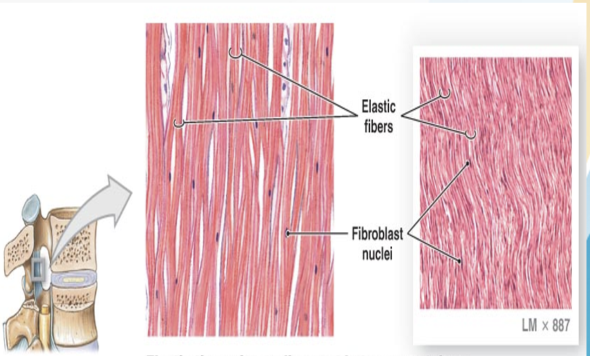 <ul><li><p>formed by type II collagen, component of joint cartilage</p></li><li><p> </p></li></ul><p>often found in bronchi, trachea, blood vessels, and hollow organs</p>