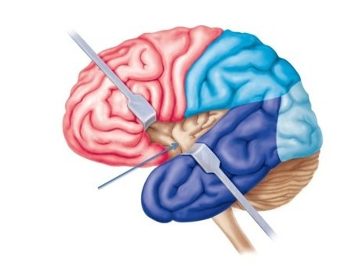 <p>found deep beneath the lateral sulcus, associated with memory and interpretation of taste</p>
