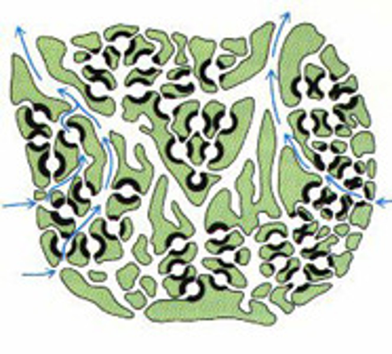 <p>Most complex, largest</p><p>Large colonial masses</p><p>Flagellated Chambers</p><p>barrel sponge</p>