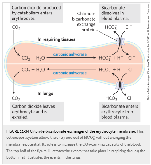 <p>Function: Antiport passive exchange of anions across a plasma membrane. Specifically, bicarbonate (HCO3-) and Chloride (Cl-) are moved antiport to one another, both along their concentration gradient.</p><p>Method: Tissues</p><blockquote><p>CO2 from metabolism enters the cell. Cell doesn&apos;t want CO2 bubbles, so it converts CO2 to HCO3-. (via carbonic anhydrase) HCO3- needs to travel to the blood because it is a pH buffer. HCO3- travels to Chloride-Bicarbonate Exchange protein. Coupled with H+, HCO3- exchanges with Cl-</p></blockquote>