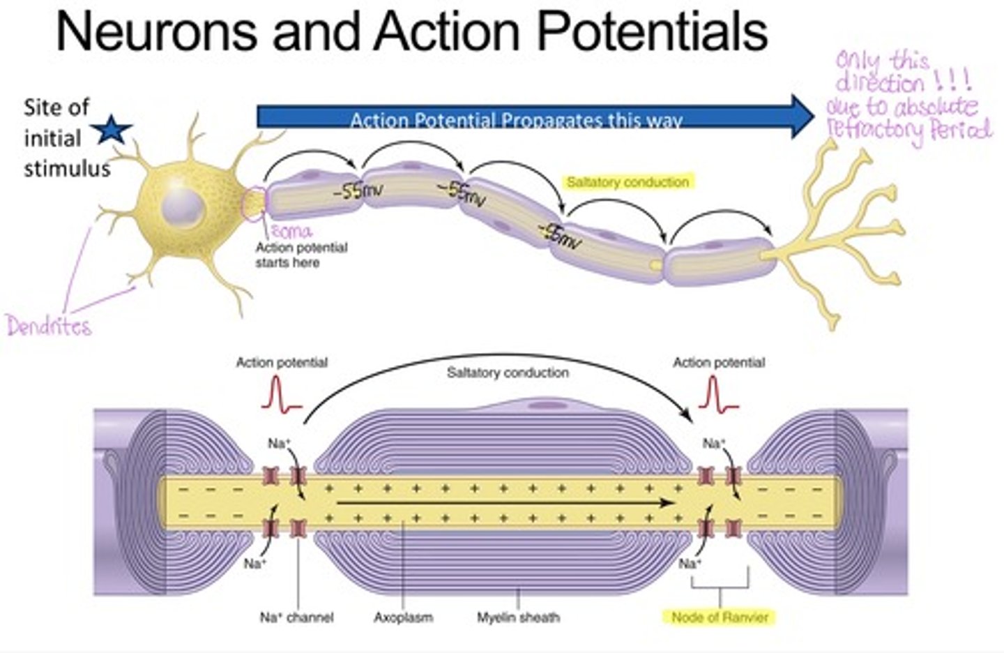 <p>insulate axons, preventing current leak and enabling saltatory conduction</p>