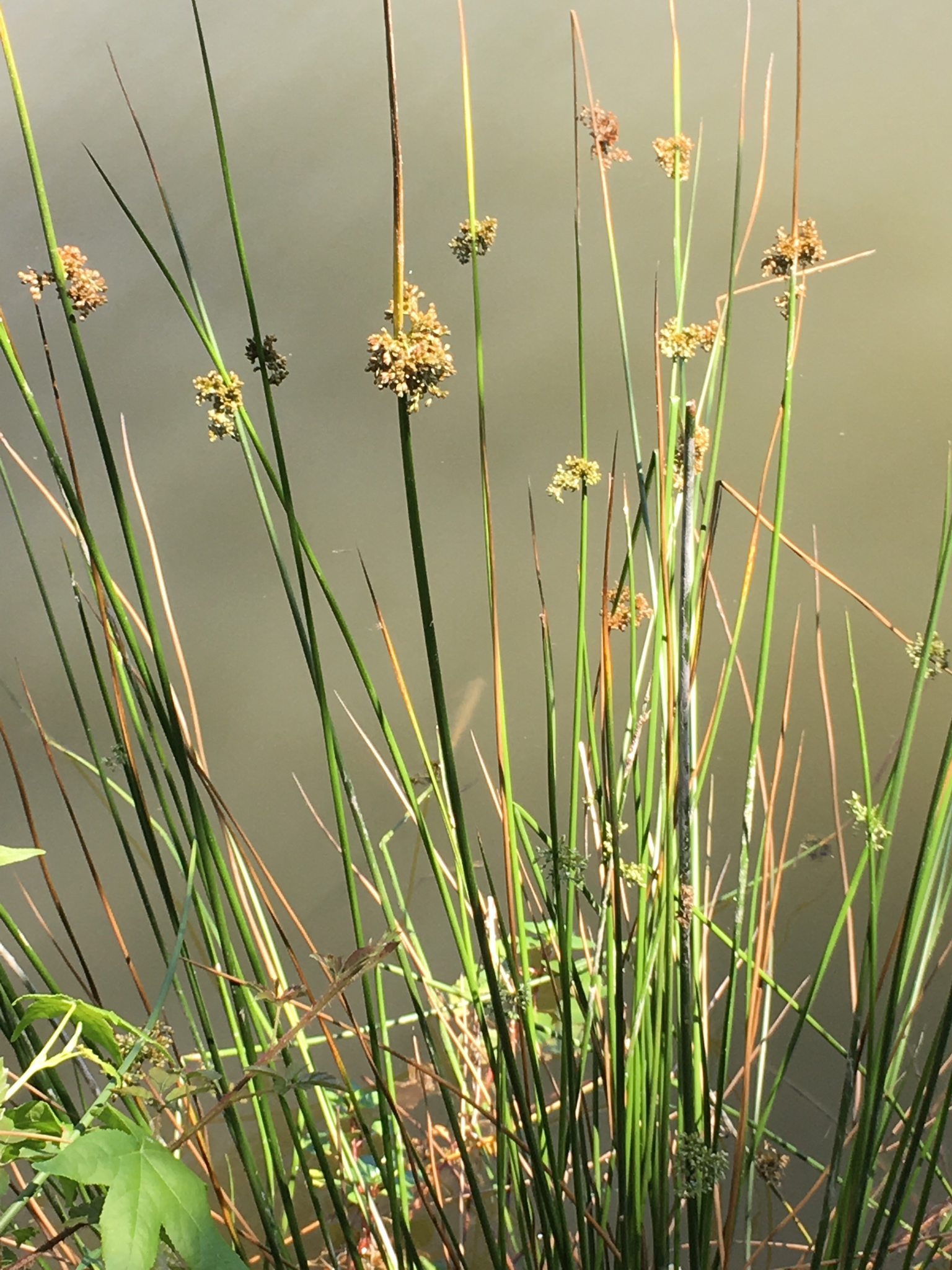 <p>What family does this plant belong to?</p>