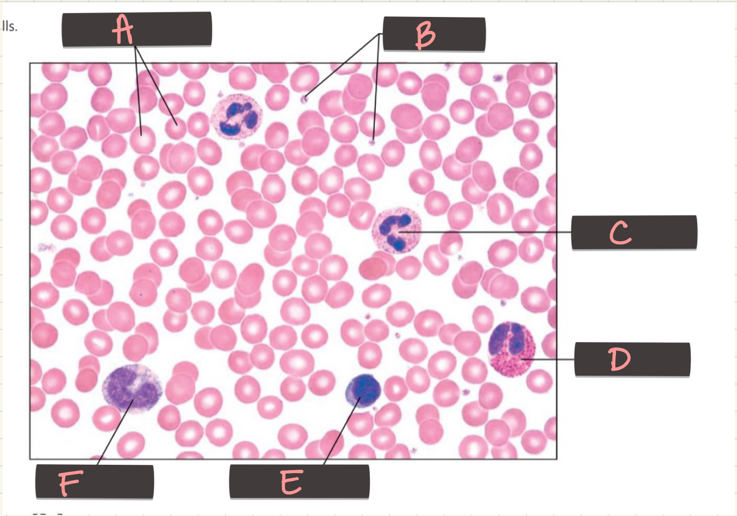 <p>What is located at B?</p>