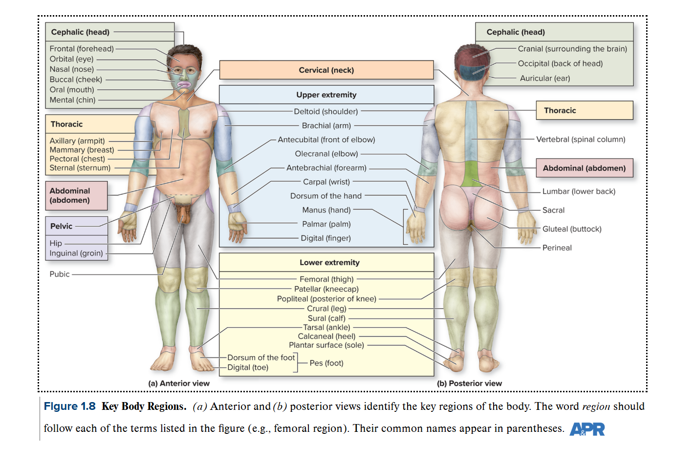 <p><span style="font-family: &quot;Times New Roman&quot;, serif;"><strong>6.&nbsp; Be prepared to label a diagram of the body regions using the correct anatomical terms.&nbsp;&nbsp;</strong></span></p><p><span style="font-family: &quot;Times New Roman&quot;, serif;"><strong>&nbsp;&nbsp;&nbsp;&nbsp;&nbsp;(Figure 1.8, p.13 and Table 1.3)</strong></span></p><p><br><span>*** Oral region instead of mouth&nbsp; and so on…</span></p><p><br></p>