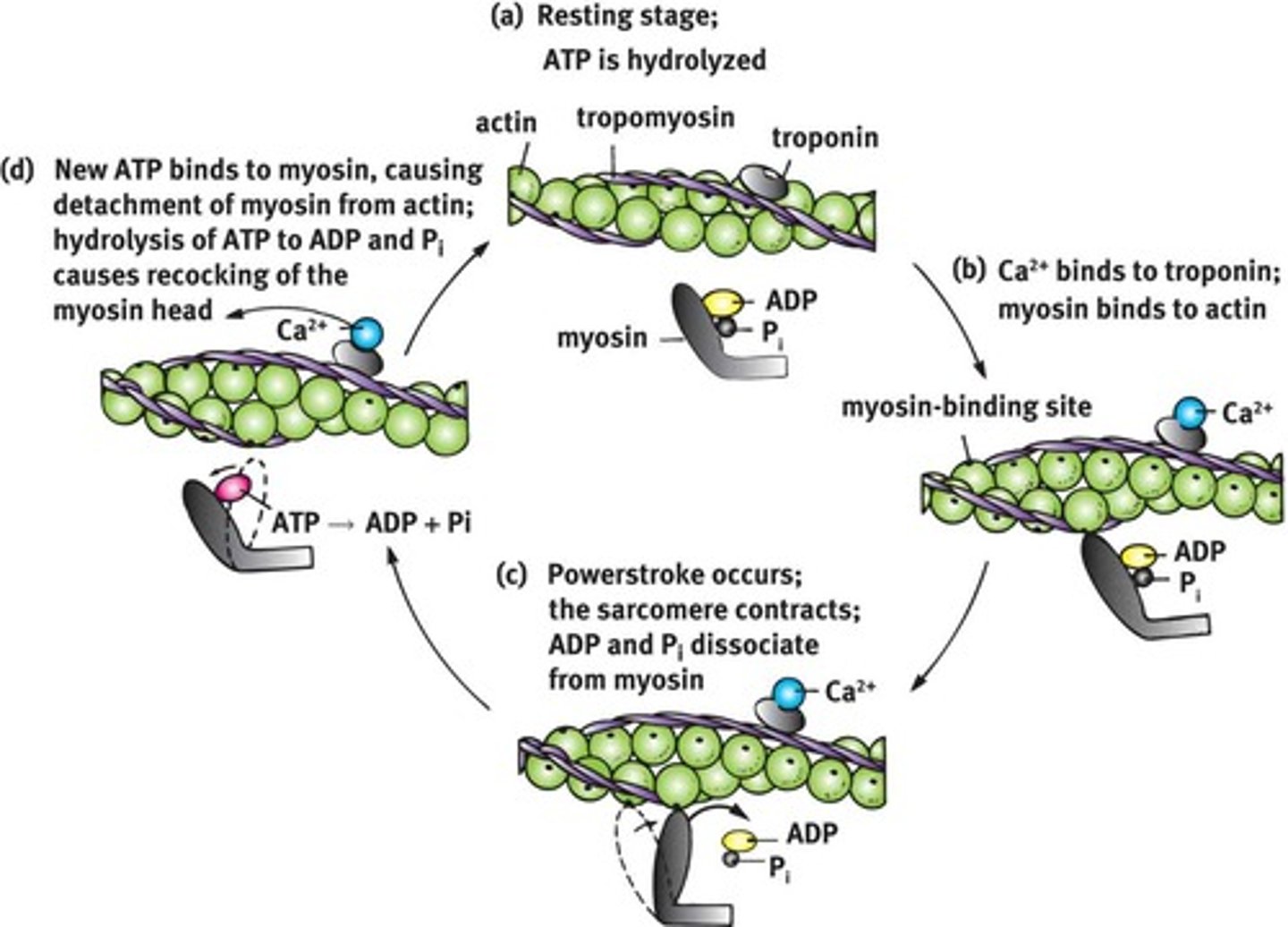 <p>repeated interactions between myosin and actin filaments -> muscle contraction</p>