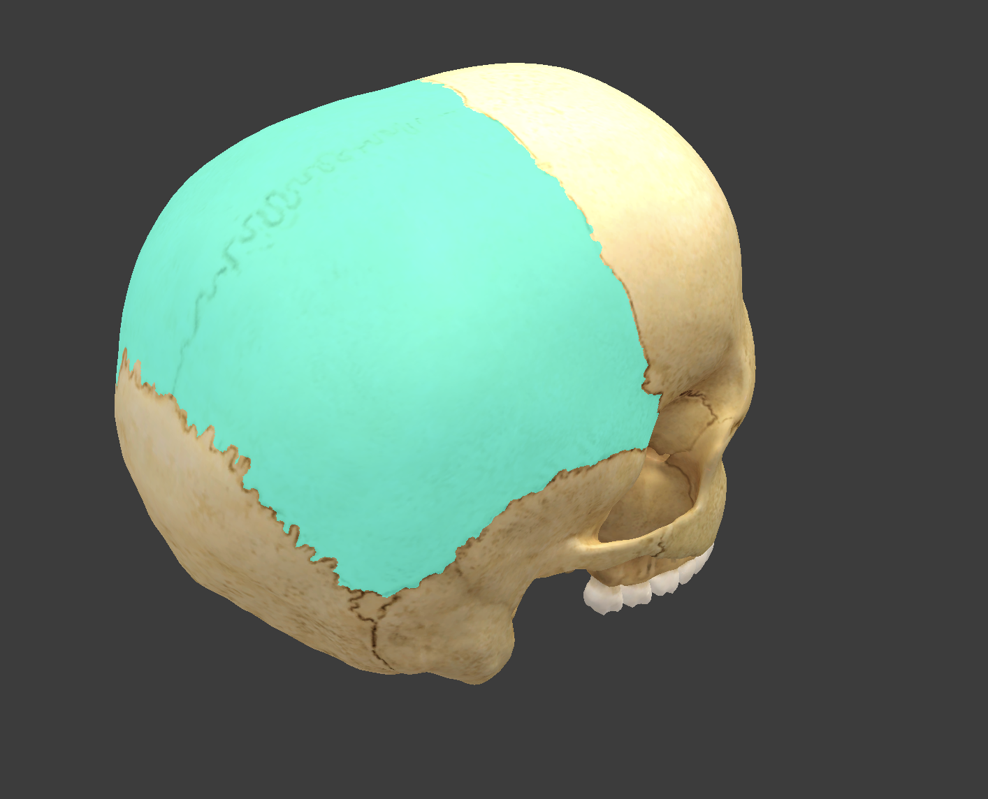 <p>What cranial bone is this?</p>