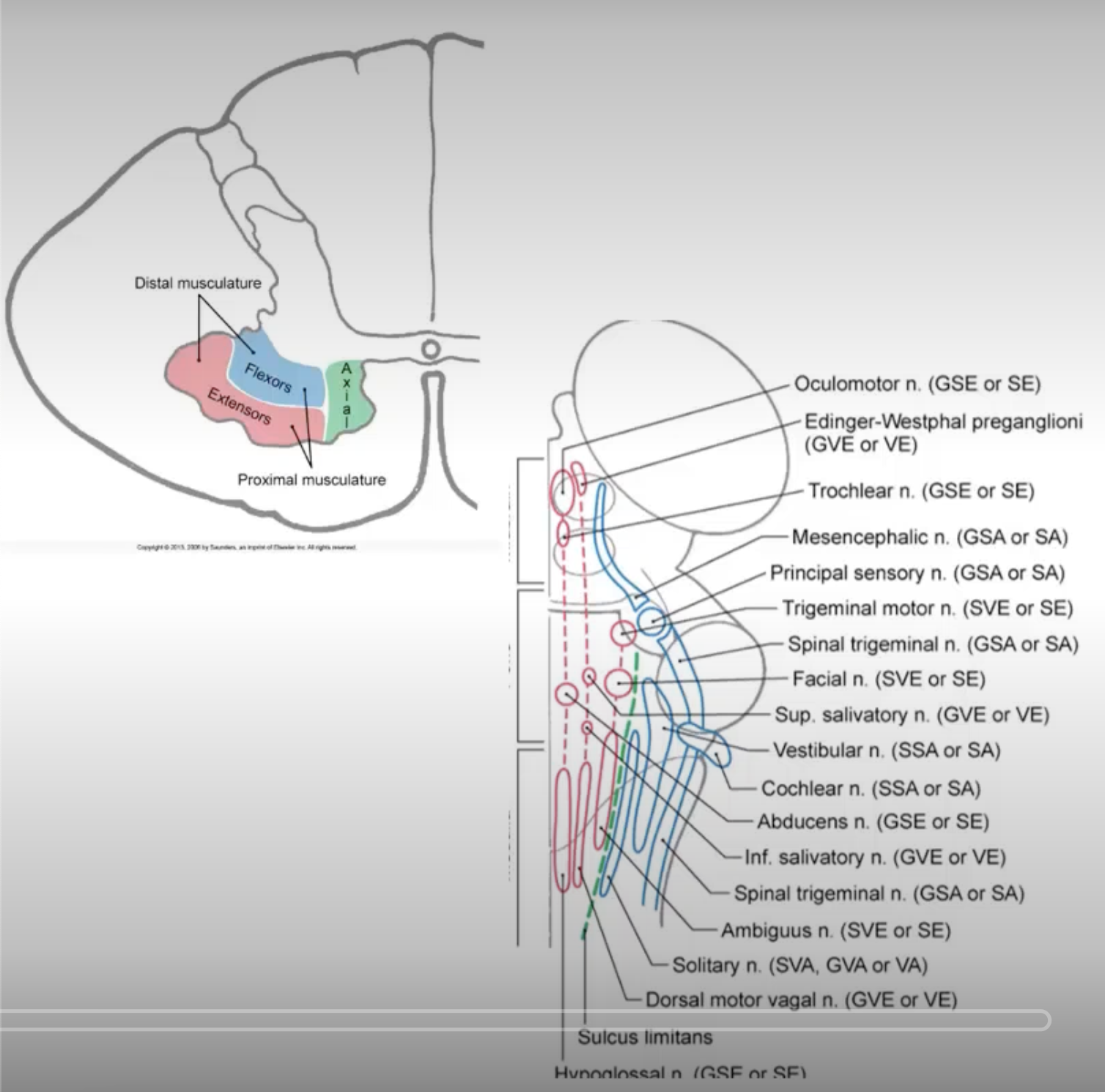 <p>anterior; ***<strong><u>cranial; ***somatic</u></strong>; skeletal muscle; lower motor neurons (LMN)</p><p>*motor neurons that innervate the <strong>muscles of the trunk and limbs</strong> are located in the <strong>anterior horn of the spinal cord</strong>; motor neurons that innervate <strong>muscles of the head and neck</strong> are located in the <strong>cranial nerve</strong> somatic motor nuclei (like the trigeminal and facial motor nuclei)</p><ul><li><p><strong><u>***final motor command; force; timing</u></strong></p><ul><li><p>large muscles have larger motor units (e.g. thighs)</p></li><li><p>smaller muscles have smaller motor units (e.g. fingers)</p></li></ul></li></ul><p></p>
