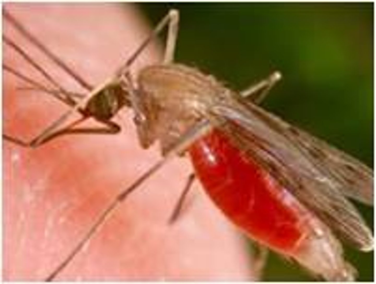 <p>Female mosquitos feed on human blood, and their bite injects the parasites from the mosquito's saliva into the person's bloodstream<br><br>Parasite = Plasmodium<br>(invades red blood cells and liver cells)</p>