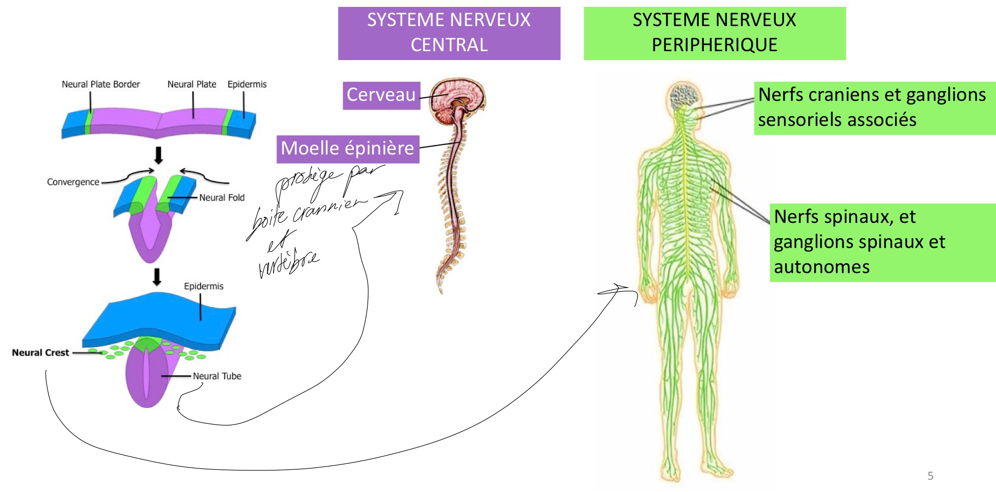 <p>Provient des crêtes neurale métamérisées qui forment les neurones et cellules gliales des nerfs, les ganglions nerveux et les terminaisons nerveuses</p>