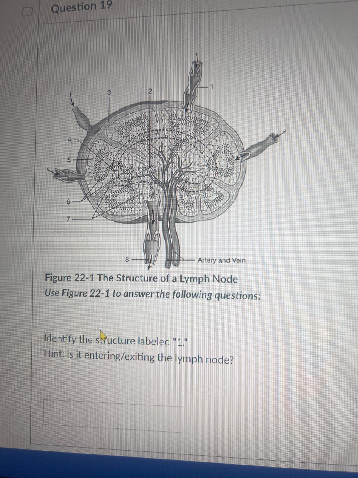<p><span>Identify the structure labeled "1." Hint: is it entering/exiting the lymph node?</span></p>