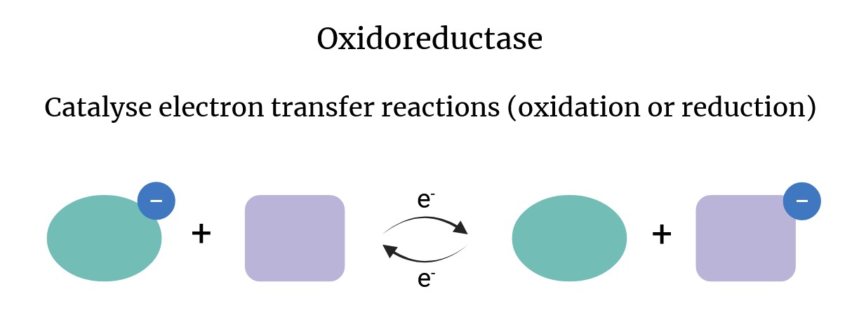 <p>What is the role of <strong>Oxidoreductases </strong>such as <strong>DsbA </strong>in bacterial<strong> protein folding?</strong></p><p>How do they operate? (slide 15)</p>