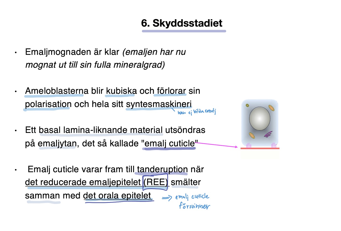 <ul><li><p><mark data-color="green" style="background-color: green; color: inherit">Emalj mognaden är klar</mark>. Varken ruffled eller smooth-ended.</p></li><li><p><span style="color: rgb(143, 139, 139)">Vissa ameloblaster dör och vissa går till skyddsstadiet.</span></p></li><li><p><strong><mark data-color="blue" style="background-color: blue; color: inherit">Ameloblasten</mark></strong> blir <mark data-color="blue" style="background-color: blue; color: inherit"><u>kubiska, förlorar polarisation och syntesmaskineri</u></mark><u> (kan ej bilda emalj) </u></p></li><li><p><strong><mark data-color="green" style="background-color: green; color: inherit">enamel cuticle</mark></strong> utsöndras på <u>emaljytan</u> (basal-lamina-liknande material)</p><ul><li><p><u>förvinner</u> vid <u>eruptionen</u> då <u>reducerande emaljepitelet (REE)</u> smälter ihop med oral epitelet.</p></li></ul></li></ul><p></p>