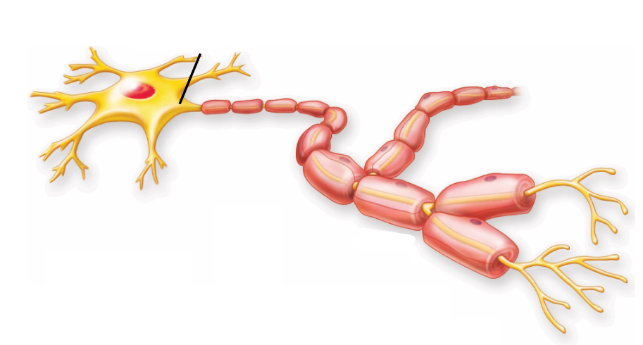 <p>where axon originates from</p>