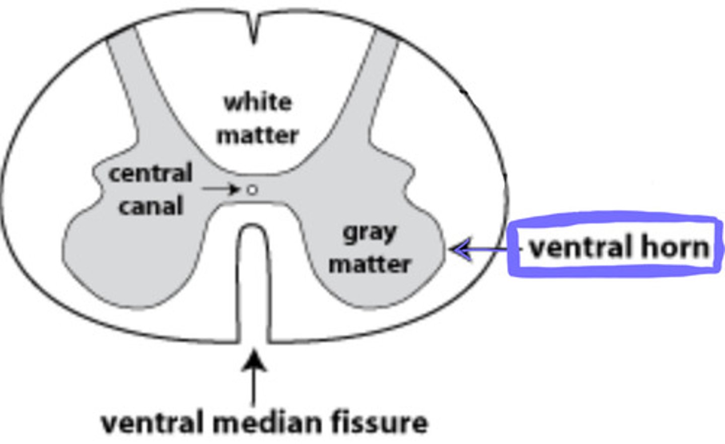 <p>contains cell bodies of somatic motor neurons</p>