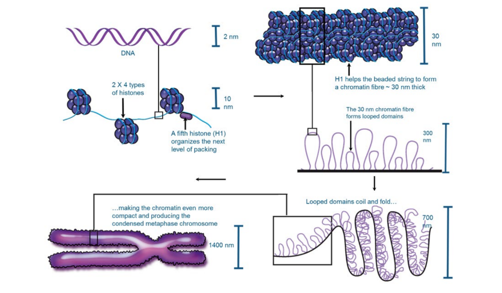 The DNA wraps around a bundle of 8 histone
proteins (2 x 4) to form a nucleosome
 An additional histone (H1) helps the chromatin
fibre form looped domains. The looped domains
are attached to a scaffold non-histone protein.
 The looped domains themselves fold repeatedly.
 Repeated folding produces the condensed
chromosome.