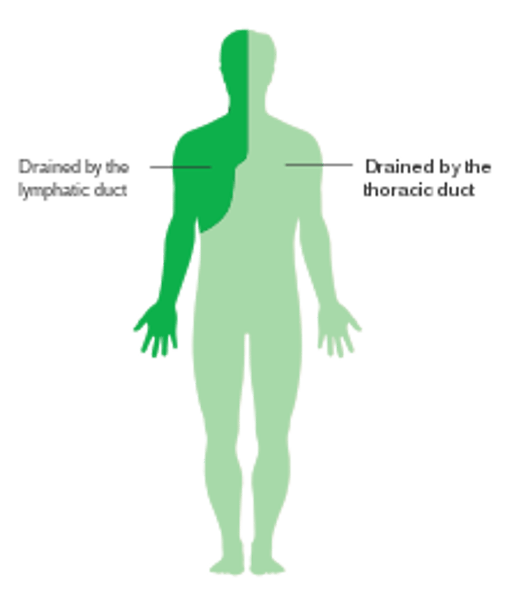 <p>The larger lymph vessels from the Space of Moll join the thoracic duct: main lymphatic vessel that returns lymph into the blood vascular system.</p>