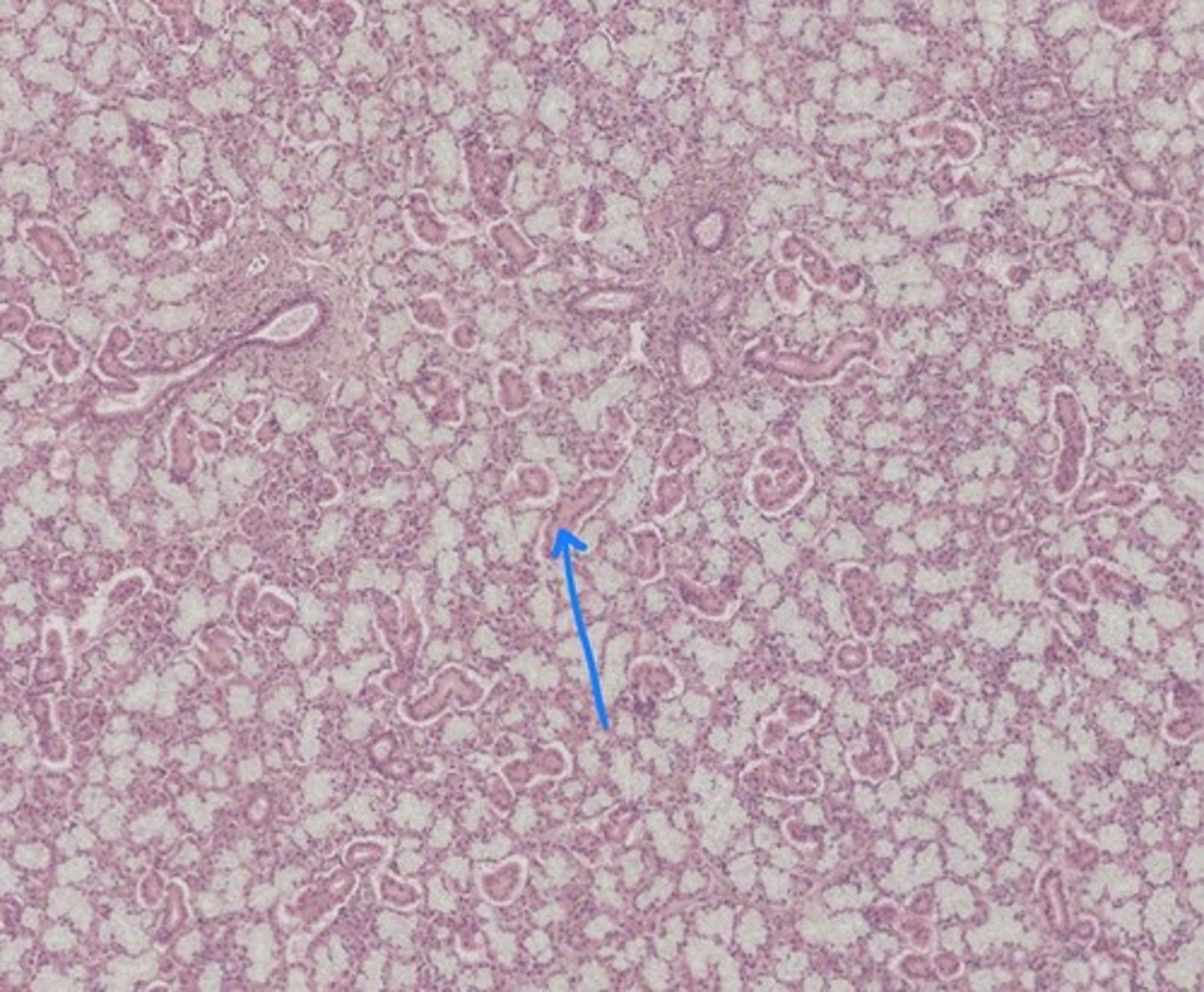 <p>Name the tissue</p>