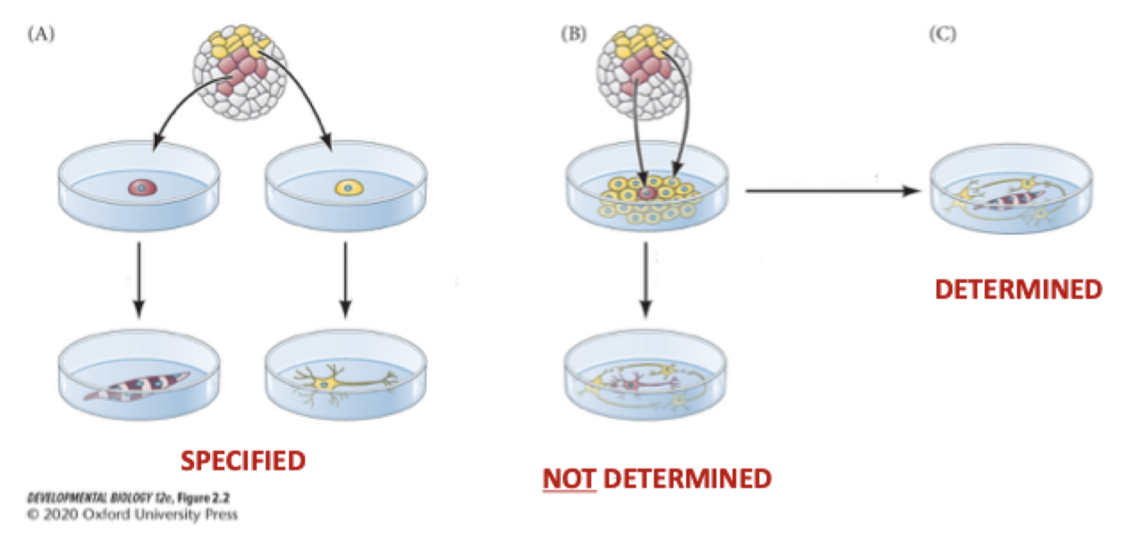 <p><strong>explain what is happening in this diagram?</strong></p>
