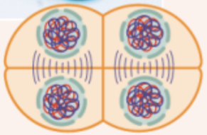 <p>chromosomes arrive at the spindle poles and the cytoplasm divides</p>