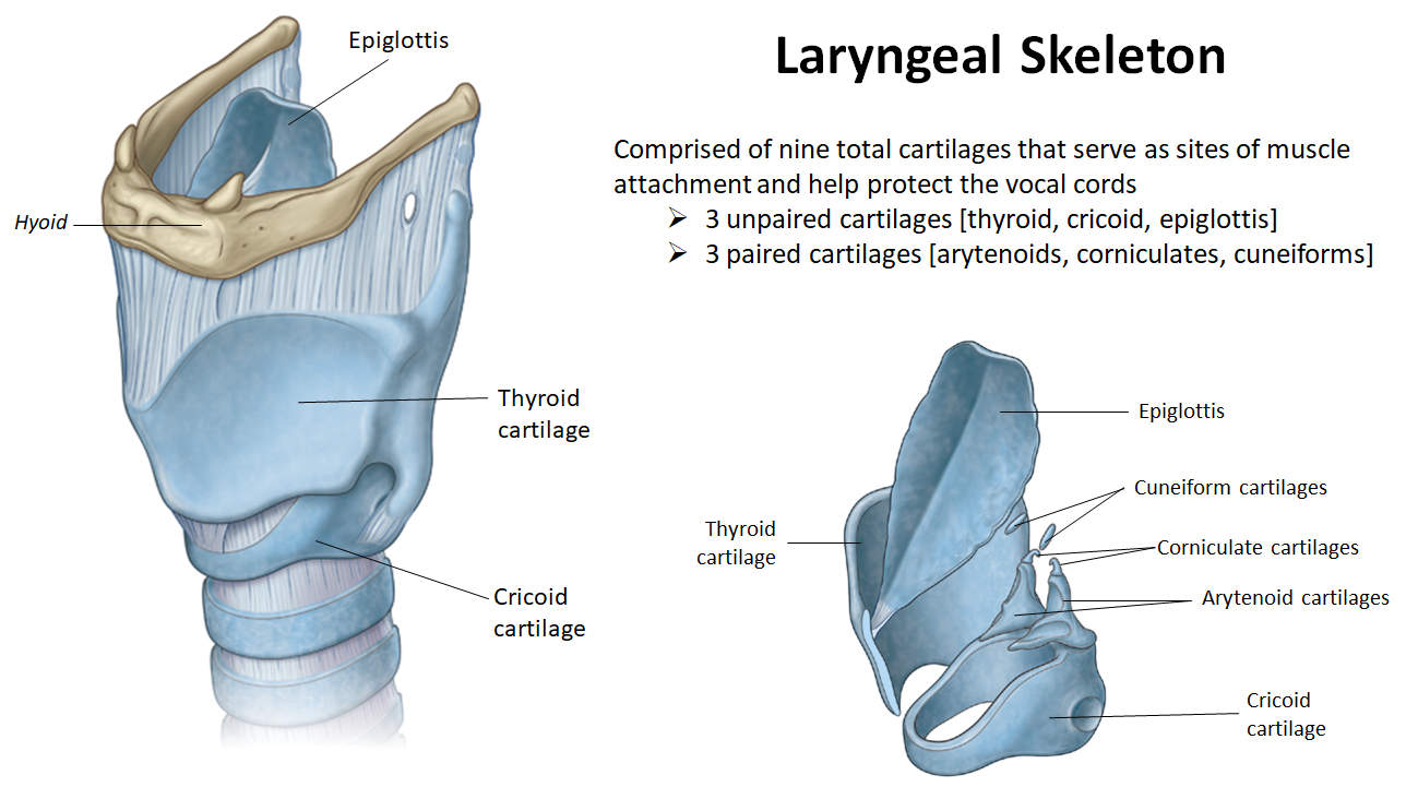 <ul><li><p><strong>3 unpaired:</strong> <strong>thyroid</strong>, <strong>cricoid</strong>, <strong>epiglottis</strong></p></li><li><p><strong>3 paired:</strong> <strong>arytenoids</strong>, <strong>corniculates</strong>, <strong>cuneiforms</strong></p></li><li><p>Total: <strong>9 cartilages</strong> that support and protect the <strong>vocal cords</strong></p></li></ul><p></p>