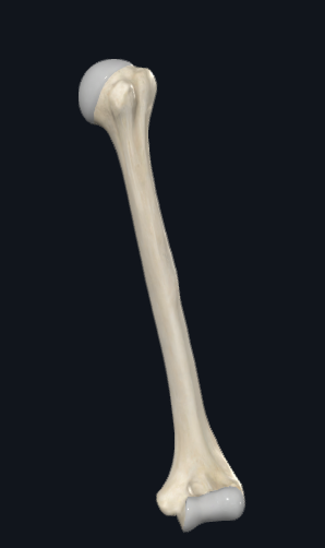 <p>Is this a right or left humerus?</p>