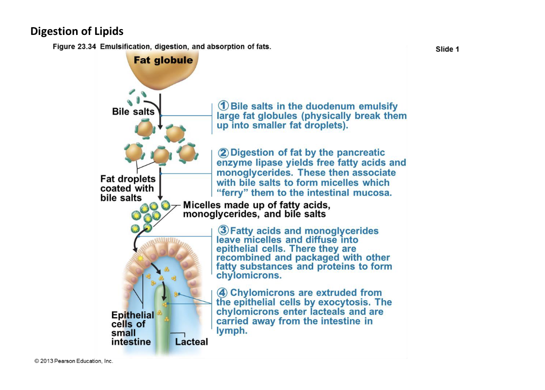 <p>1. <strong>Emulsification</strong>: Bile salts in duodenum <u>break down large fat globules into smaller droplets</u>.</p><p>2. <strong>Digestion</strong>: <u>Pancreatic enzymes break down fats into fatty acids and monoglycerides</u>.</p><p>3. <strong>Absorption</strong>: Fatty acids and monoglycerides <u>enter epithelial cells</u>.</p><p>4. <strong>Chylomicron Formation</strong>: <u>Fatty substances and proteins combine to form chylomicrons</u>.</p><p>5. <strong>Transport</strong>: Chylomicrons are <u>released and transported in lymph.</u></p>