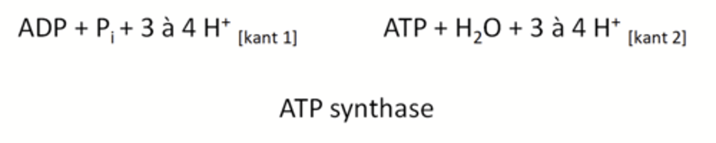 <p>transfer van ionen of molecule doorheen of binnen een membraan</p>
