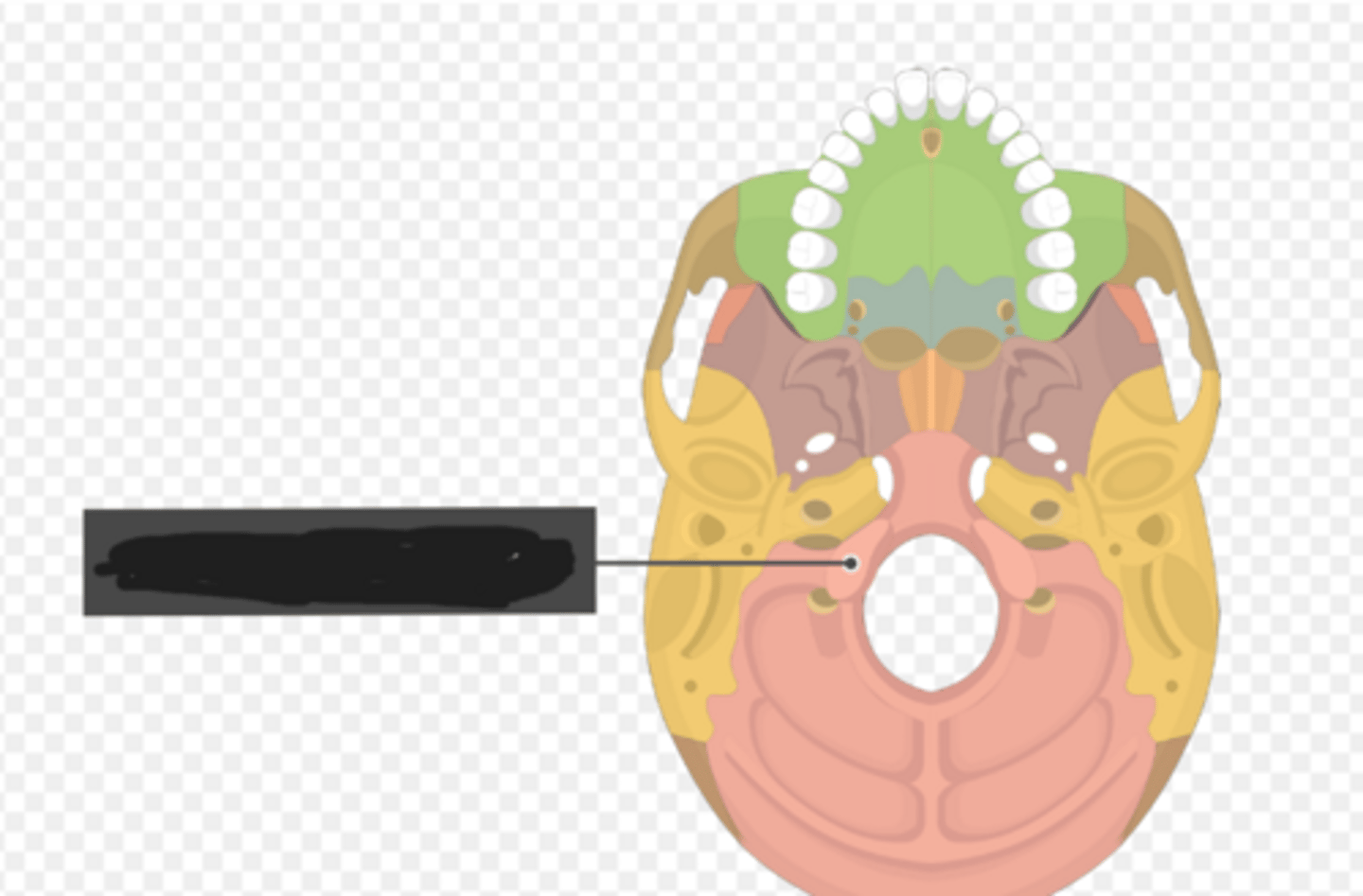 <p>Occipital condyles of the occipital bone</p>