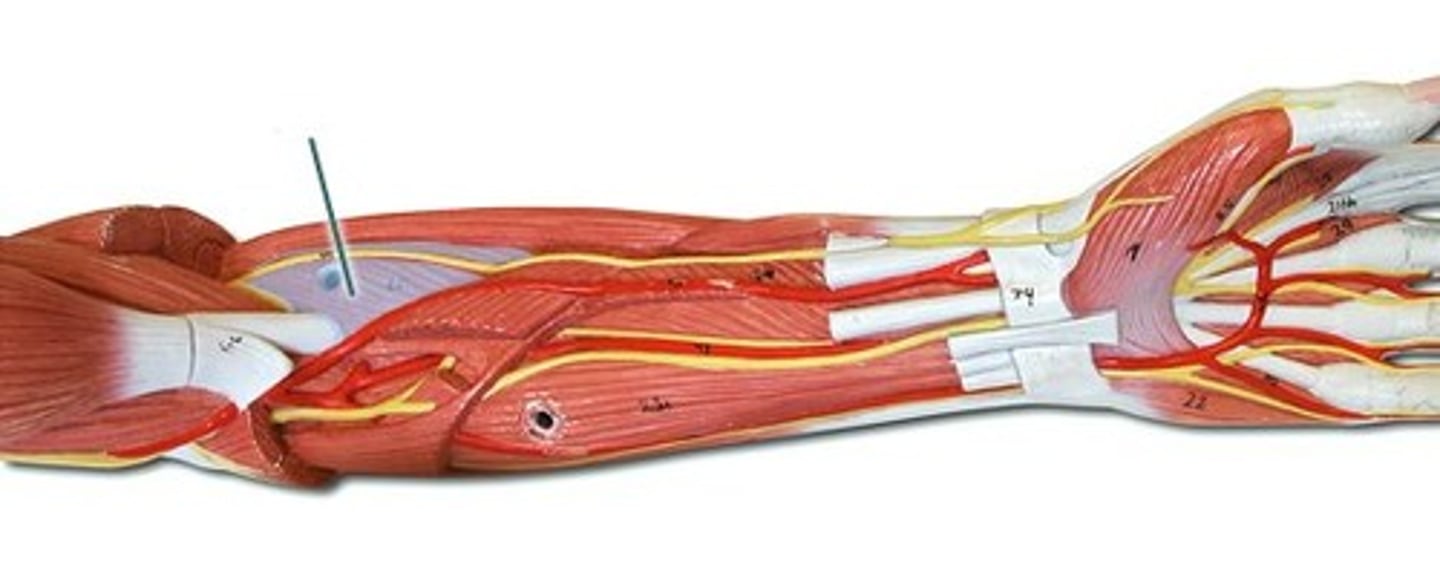 <p>Origin: Lateral epicondyle of humerus </p><p>Insertion: Radius </p><p>Action: Supinates forearm </p>