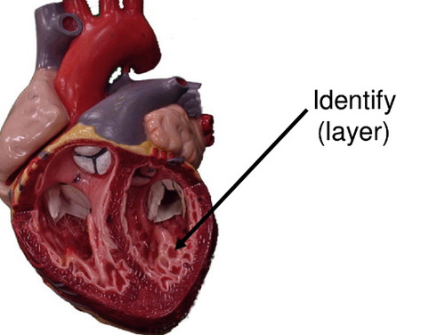 inner endothelial lining covering trabeculae