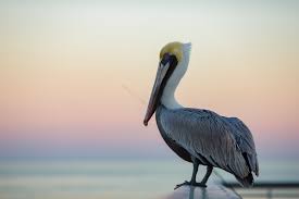 <p>Pelicans</p>