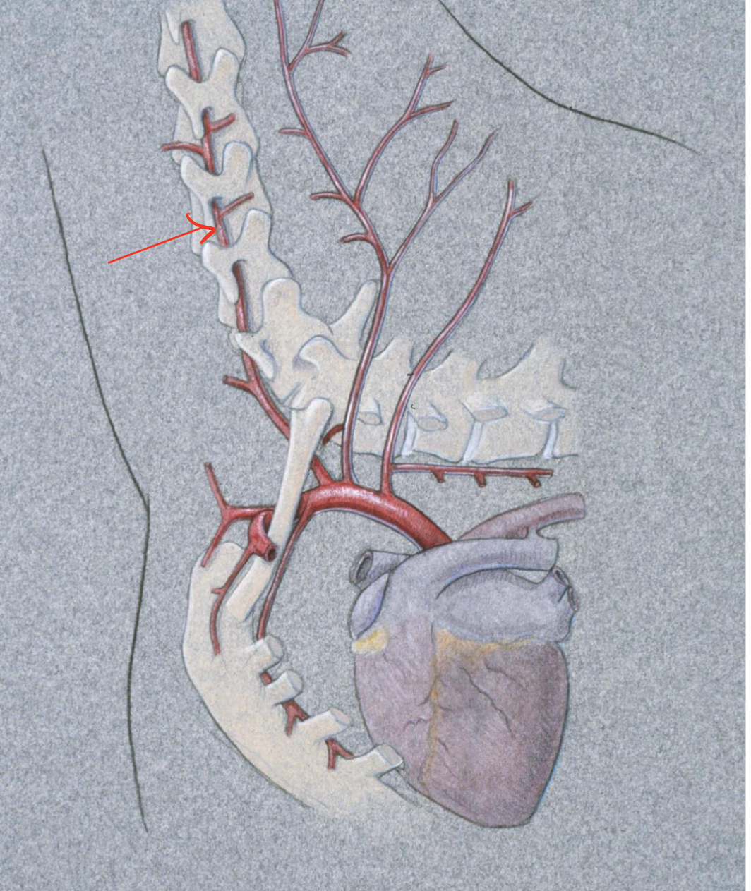 <p>what vein is the arrow pointing too </p>