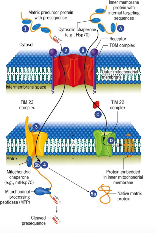 <p>Protein-import complex in the inner mitochondrial membrane (translocon of inner membrane)</p>